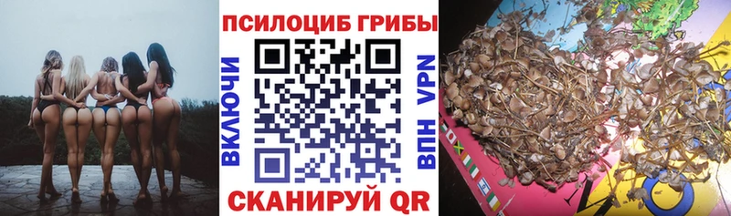как найти   Олонец  Галлюциногенные грибы Psilocybe 